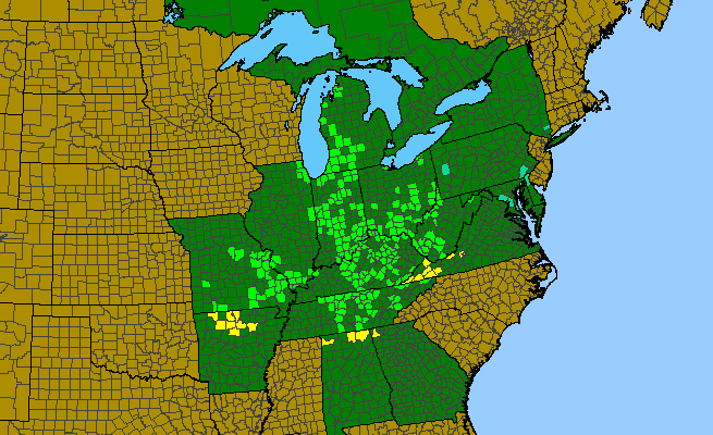 The range of Stylophorum diphyllum